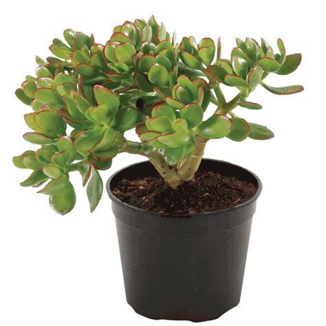 Crassula Ovata Red Edge • Lifestyle Home Garden Online Store