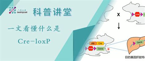 科普讲堂 一文看懂什么是 Cre Loxp！ 知乎