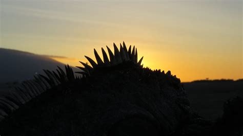 Don’t Step on the Iguanas!. A Story of Evolution in the Galapagos… | by ...