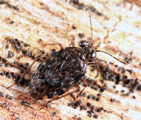 Shore Bug Saldula Saltatoria Bugguide Net