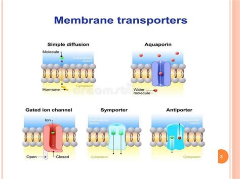 Aquaporins And Their Regulation In Plants Ppt