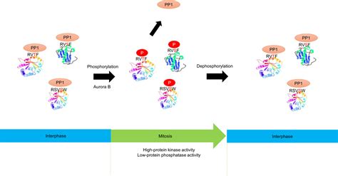 Aurora B Opposes Pp Function In Mitosis By Phosphorylating The