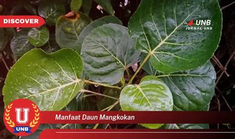 Intip Manfaat Daun Mangkokan Yang Bikin Kamu Penasaran