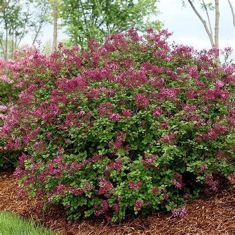 Bloomerang Dark Purple Reblooming Lilac Landscapedirect