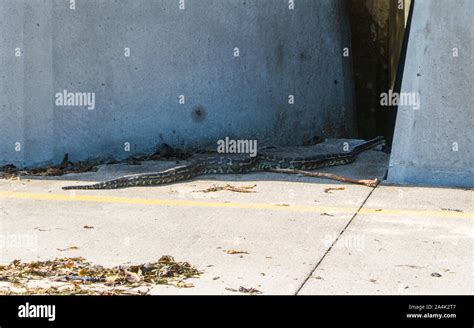 A large snake slithered lazily back in-between the concrete blocks on the break wall, Australia ...