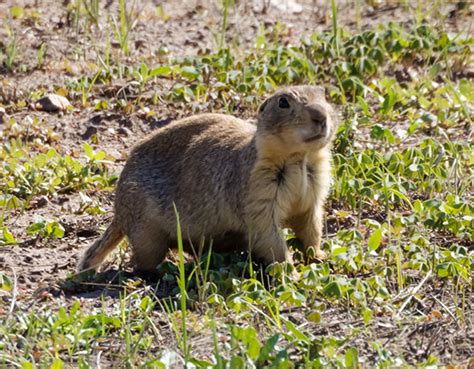 Gunnisons Prairie Dog Cynomys Gunnisoni Photograph Of Photo Of Image Of