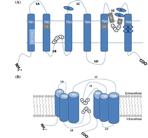 Schematic Representation Of The Classical Structure Of Aquaporins A A