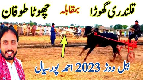 New Bull Race In May All Janubi Punjab Ke Bail