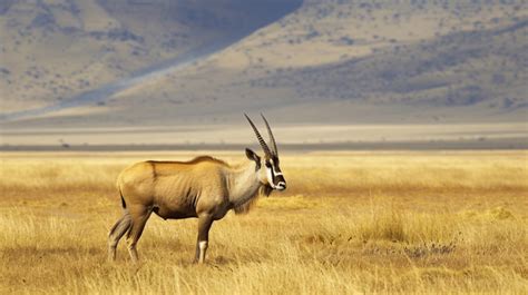 Common Eland Taurotragus Oryx Antelope Ngorongoro Tanzania Background