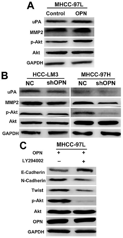 Opn Induced The Expression Of Twist Through The Pi3kakt Signaling Download Scientific Diagram