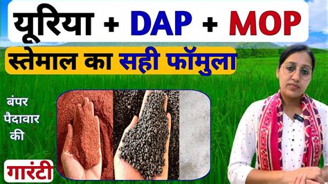 यरय खद DAP और पटश क सह इसतमल mop fertilizer dap