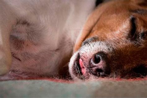 Piometra Canina S Ntomas Causas Diagn Stico Y Tratamiento Im