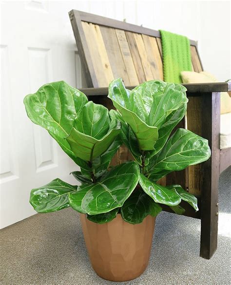 15 Different Plants You Can Buy on Amazon to Grow Your Indoor Jungle | My Modern Met