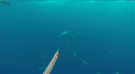 Sharks. Sharks Everywhere! Spearfishing in the Gulf | Seabreeze