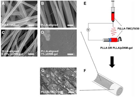 Pdnm Gel Coated Electrospun Nanofibrous Scaffolds And Ngc Fabrication