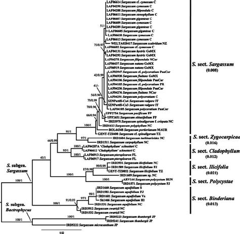 Maximum Likelihood Raxml Tree Of The Combined Its Rbc Ls And Cox