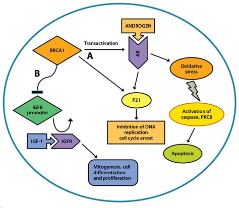 Role Of Brca1 In Prostate Cancer Tumor Suppression A Brca1 Increases