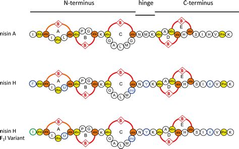 Frontiers Insights In The Antimicrobial Potential Of The Natural Nisin Variant Nisin H