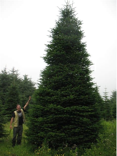 Nordman Fir Christmas Tree