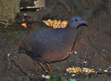 Foto inhambuguaçu Crypturellus obsoletus Por Julio Machado Wiki