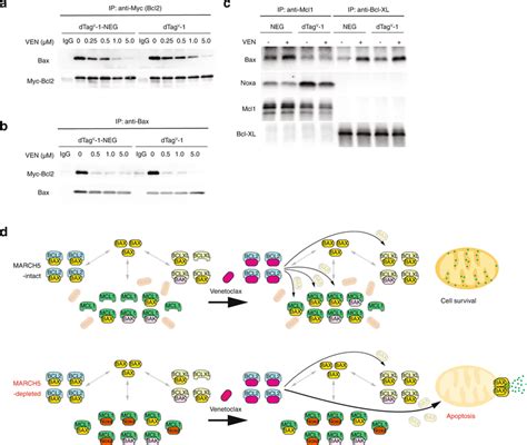 The March Noxa Axis Regulates Aml Cells Sensitivity To Venetoclax By