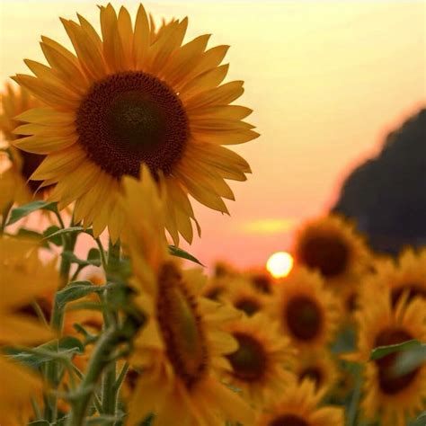 Sunflower field | Beautiful flowers, Flowers, Sunflower fields