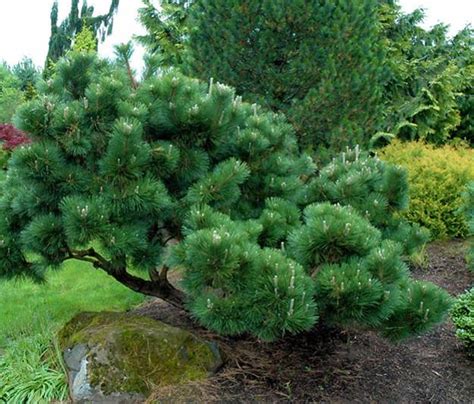 Ornamental Pines 45 Yard Landscaping Ideas To Beautify Outdoor Spaces