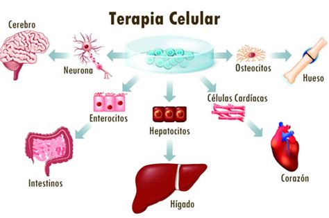 Terapia con Células Madre para Revitalizar el cuerpo Provita Health Store