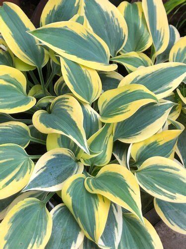 Hosta First Frost 5 Litre Stewarts Garden Centre