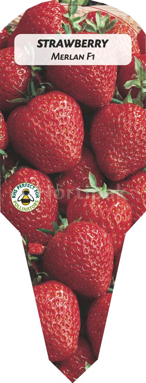 Strawberry Merlan F Hortipak E Store