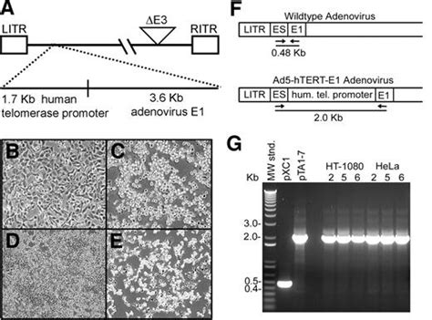 Replication Of An Adenoviral Vector Controlled By The Human Telomerase