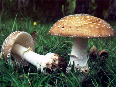 Amanita Pantherina Panther Cap Mushroom Identification And Trip Effects