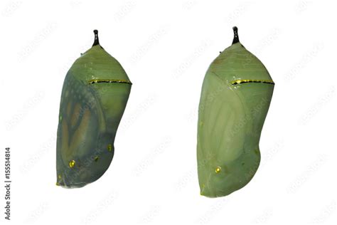 Two Monarch Butterfly Chrysalises With One Day Difference In