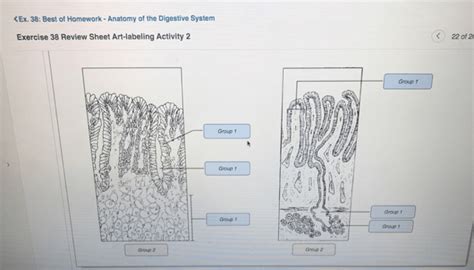 Exercise Anatomy Of The Digestive System Allysa