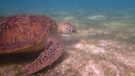 Kuredu Maldives' Sea Turtles - Meet them while diving and snorkelling