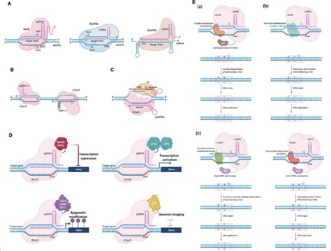 Crispr Cas Systems For Genome Editing And Other Manipulations A Download Scientific Diagram