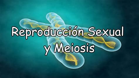 Reproducción Sexual Y Meiosis Youtube