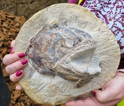 Treasure Trove Of Jurassic Fossils Discovered In England Sci News