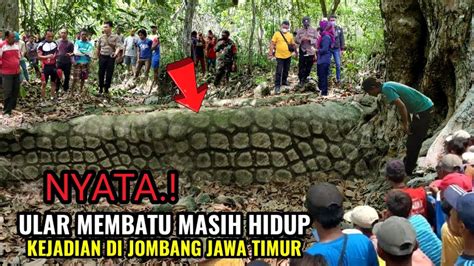 Kejadian Di Jombang Badan Bergetar Melihat Ular Besar Sedang Bertapa