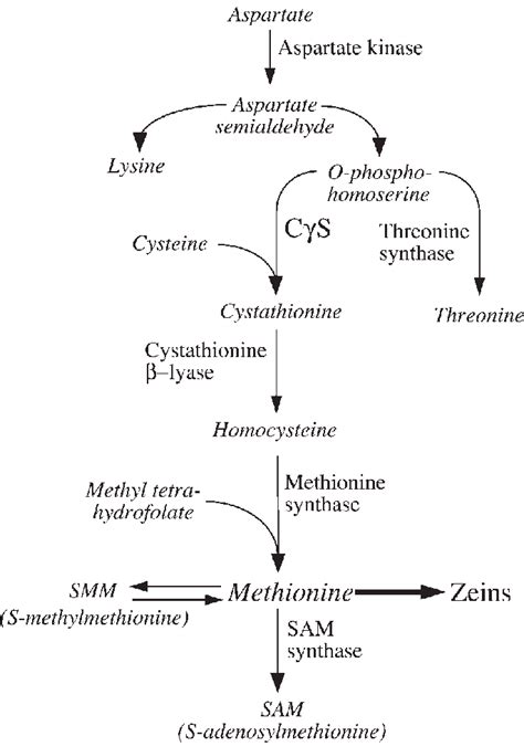 The Pathway For Met Synthesis And Metabolism In Plants Cystathionine