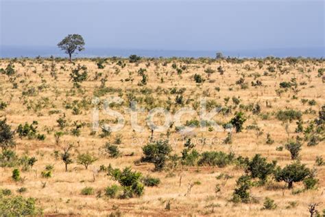 Tree In Savannah Stock Photo | Royalty-Free | FreeImages