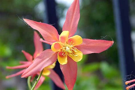 How To Grow And Care For Columbine Flowers Gardeners Path