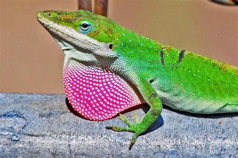 Wild About Texas: My Green Lizard Up Close and Personal