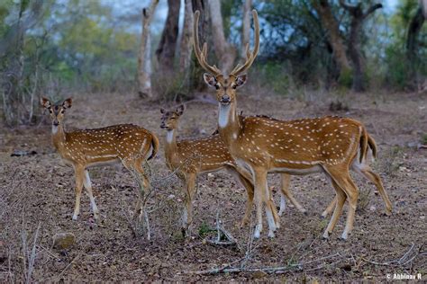 Masinagudi Birding and Wildlife Safari - PhotoValiant