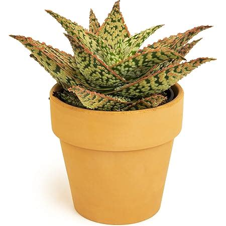 Amazon Costa Farms Aloe Vera Live Indoor Plant Fresh From Our