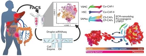 The Landscape Of Cancer Associated Fibroblasts In Colorectal Cancer