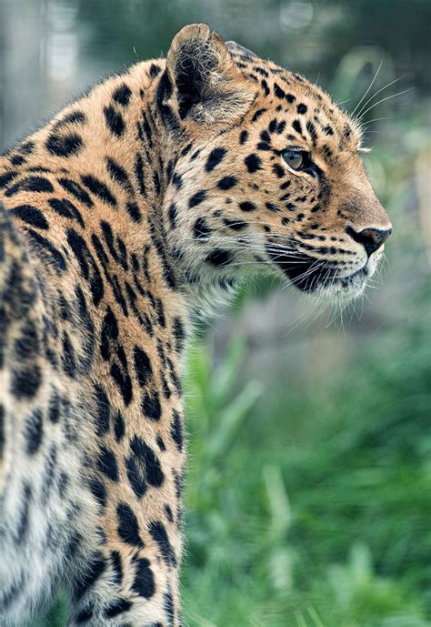 Black And Blue — Amur Leopard Series By Colin Langford Amur Leopard