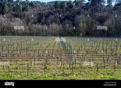 Plantation De Vigne Hi Res Stock Photography And Images Alamy