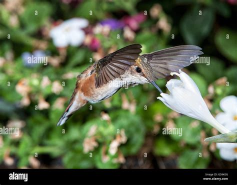 Female Rufous Hummingbird Selasphorus Rufus Feeding At A Hosta Flower