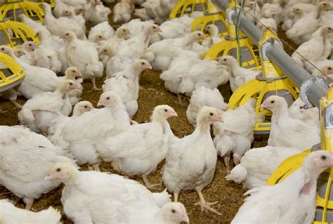 Us Seeks To Protect Contract Chicken Growers Farmtario